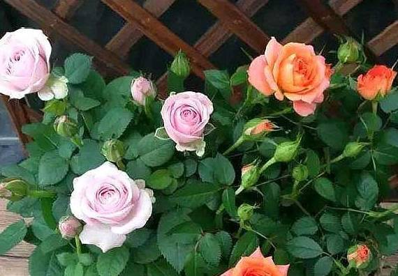 月季花怎么养叶子繁茂 07c67f0026f44439b739702ddbffb330.jpeg