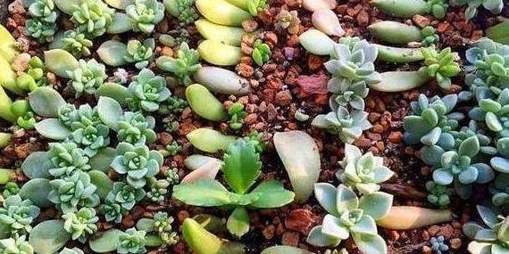 多肉怎么扦插能活 1992e07bb97f464e87f387707e52d424.jpeg