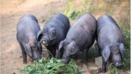 人类活动相对少,自然生态环境优良的养殖基地里,黑猪可以自由采食和