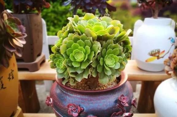 多肉小白药有效果吗 c5ca3c46dce7417a8e7a3a14935bd977.jpeg