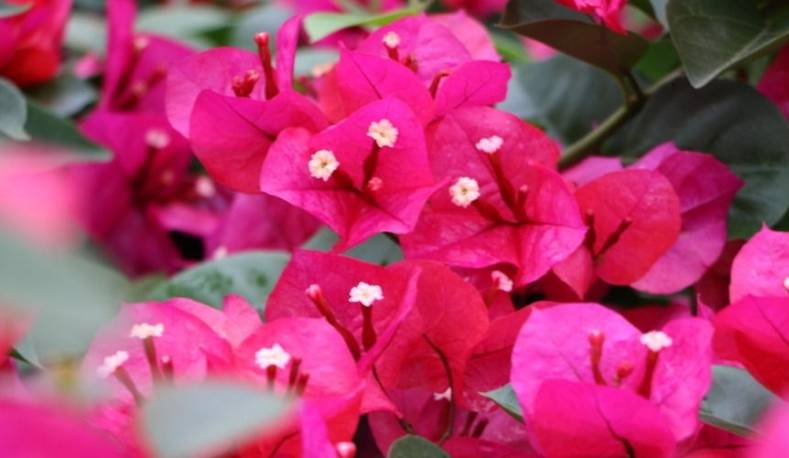 精品三角梅大全 f727a35ded8d42f1b27b4b3e8cad613d.jpeg