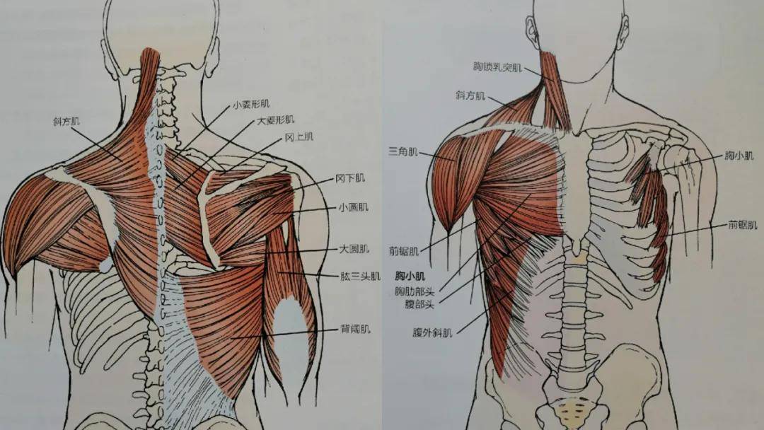 肩胛胸壁关节的运动其实就是肩胛骨下角远离或者朝向脊柱的运动,肩胛