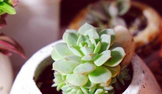 多肉怎么度过三伏天 ad1aa950a032441990f70cafb86bf1f0.jpeg