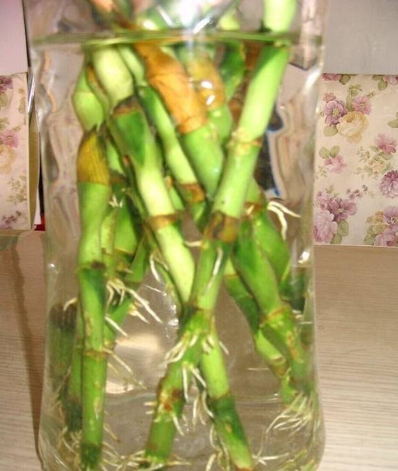 富贵竹叶子发黄怎么救已有根 01065de2b23a41c0833df3ae1fcab9ca.jpeg