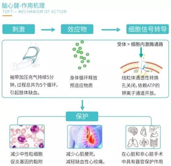 1、腺苷（adenosine) : 补充心肌细胞的能量因子、扩张冠动脉血管、增加血流量、增加血管弹性