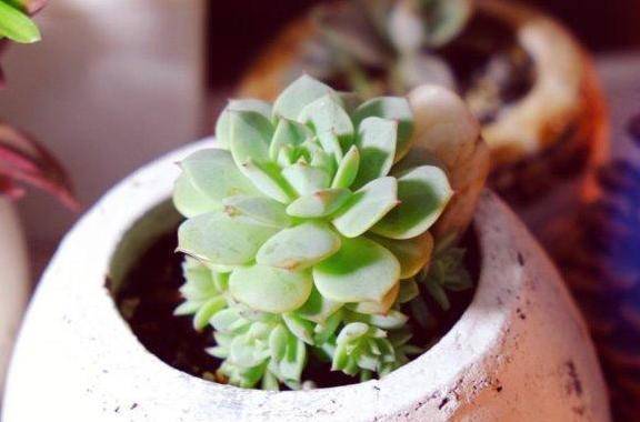 多肉怎么分栽才能活 44389d30d9584ec3bf127fc7319cfd74.jpeg