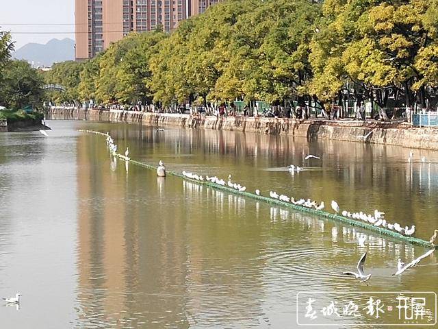 来了！来了！红嘴鸥进昆明城了！