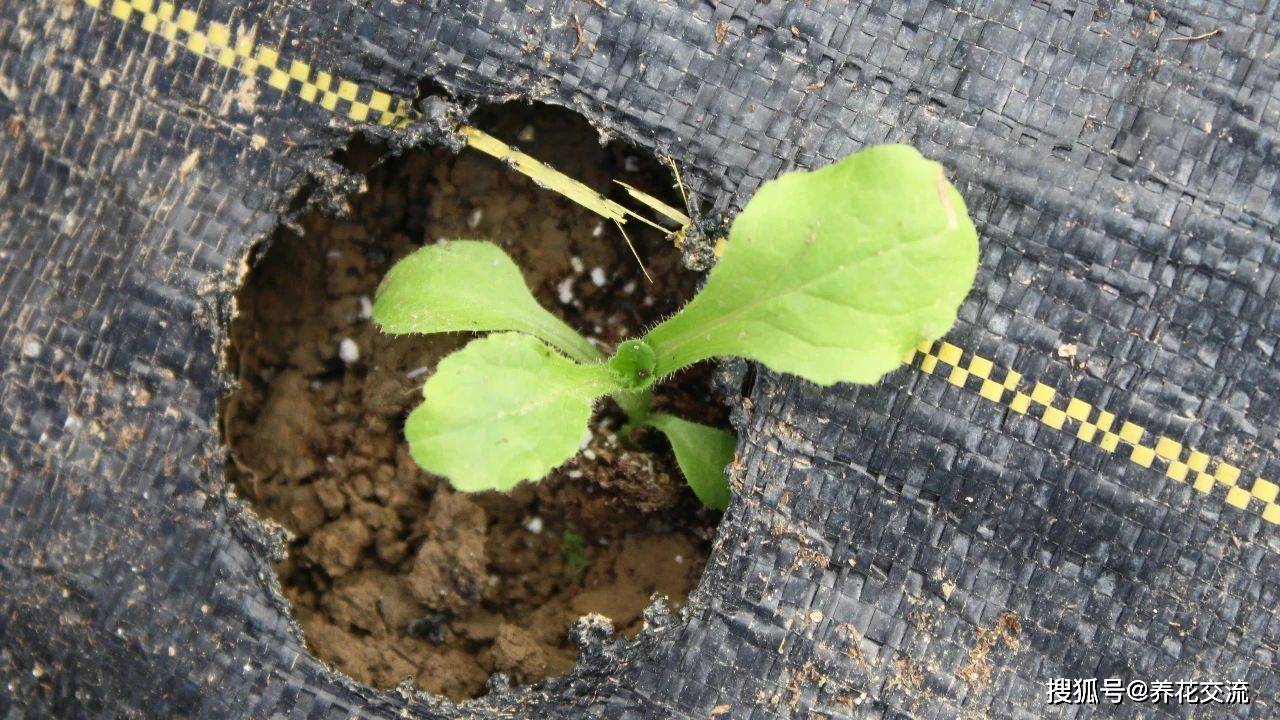 原创花朵如小铃铛般的风铃草可养成盆栽开花时让人赏心悦目