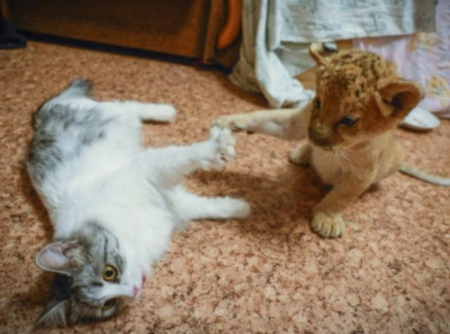 猫咪怎么才能让它亲近自己 c2089281faed4a2291ba5aef0c6361a1.jpeg