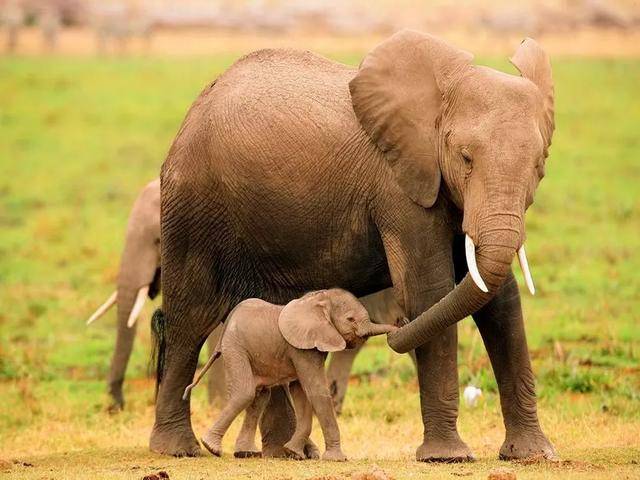 我花了50元在非洲领养了一只大象宝宝