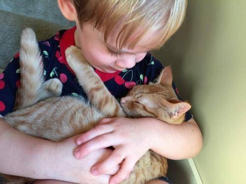 猫咪为什么喜欢小孩