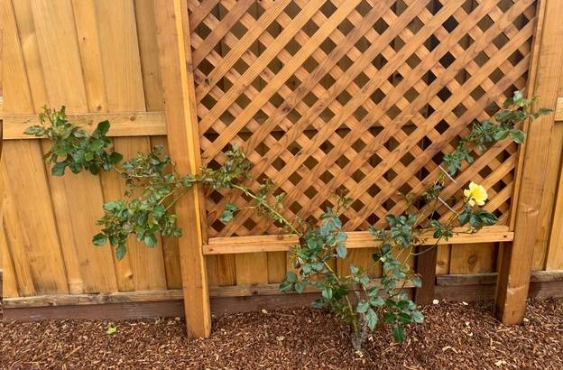 蔷薇花几年可以长成花墙 2dd84a8ecace43859db518f09a6d8eeb.jpeg