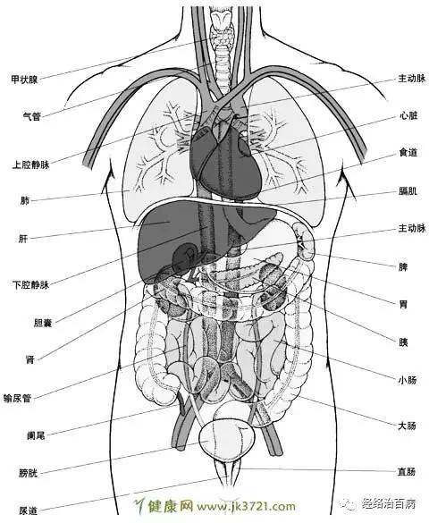 人体内脏分布图人体内脏分布图彩图内脏泌尿生殖系统胆囊和胰腺的