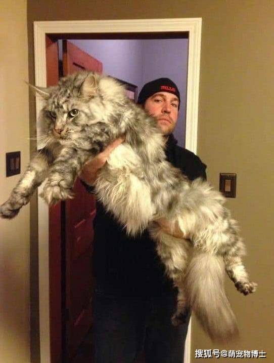原创世界上体型最大的4种家猫:软萌布偶猫榜上有名