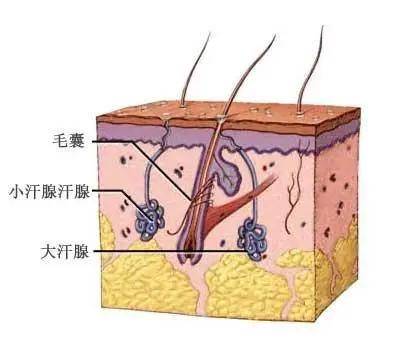 有体味好尴尬,可能跟你的饮食有关系哟!_汗腺