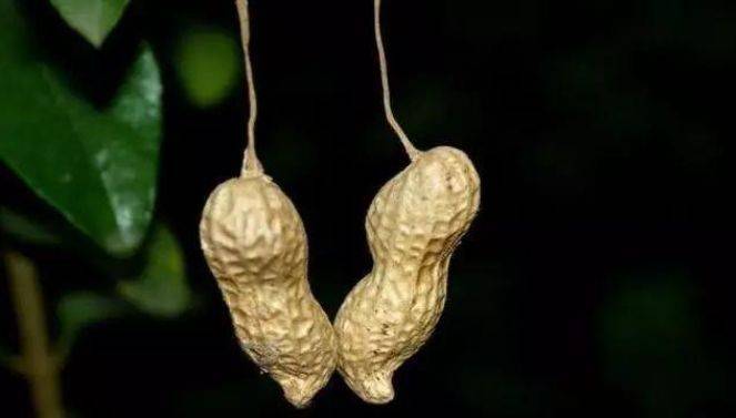 盆栽花生怎样结果 5f4c1048deab4db6a7bf0fc93aa8686d.jpeg