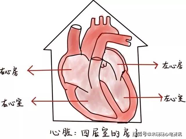 心脏的结构就像一套四居室的房子,做心脏彩超是看有几个房间以及房间