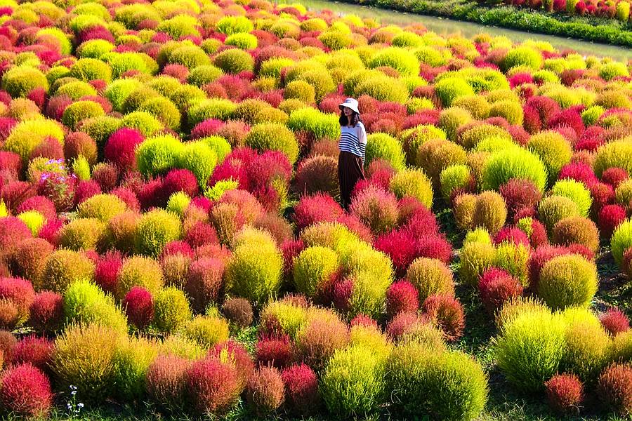 花开海上今秋赏景不去遗憾一年