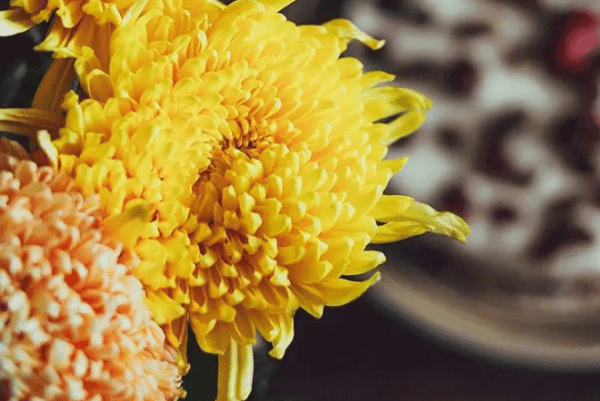 传统|浅说古人是如何过“九九重阳节”？