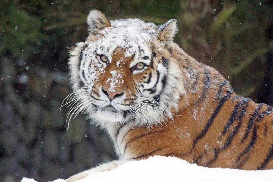 想和老虎一起雪中散步的心情,也可以理解吧 长白山小众旅行攻略