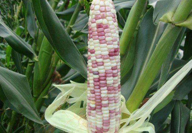 时候|哪种营养更高？经常吃玉米的人，要会选糯玉米和甜玉米