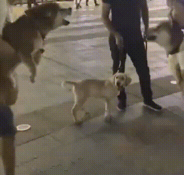 搞笑gif:凡是用了这款闹钟 没有一个不起来的