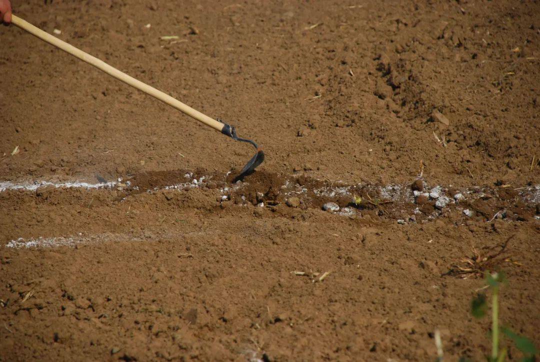 小米|150天修炼期只为这一碗米油浓稠小米粥延庆山地小米十月秋收