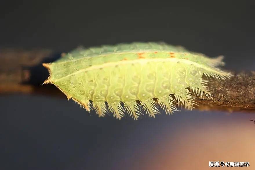 有的虫子表面是只毛毛虫背地里却是只猫猫虫