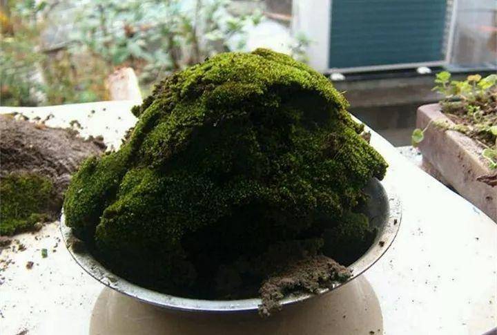 哪些花可以铺青苔 5240791084ce49b49e416077b1166458.jpeg
