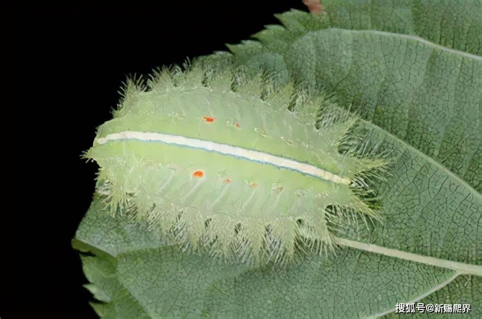 黑点扁刺蛾幼虫