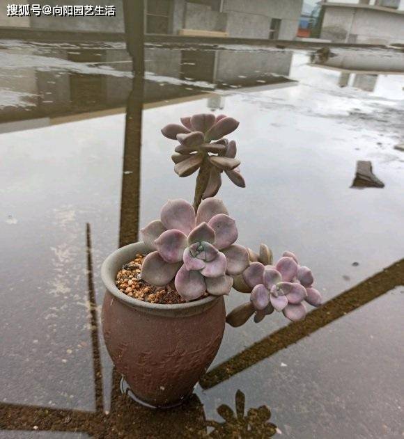 多肉怎么养出长杆子 bf58461d89e044a6ab83e0d6d408af51.jpeg