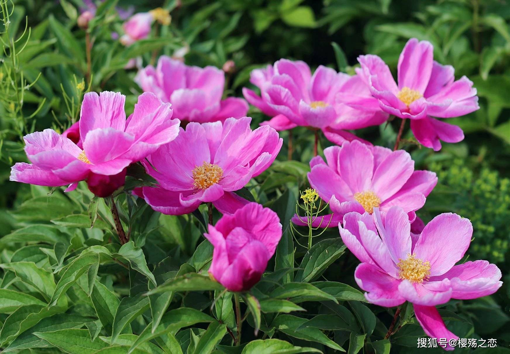 文化|安徽独具特色的城市，历史底蕴非常深厚，各种文化交相辉映