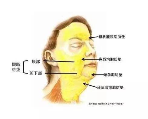 脂肪型|赵露思费劲巴拉才撕下大饼，秒被书粉喊退货，发布会生图确实让人出戏...