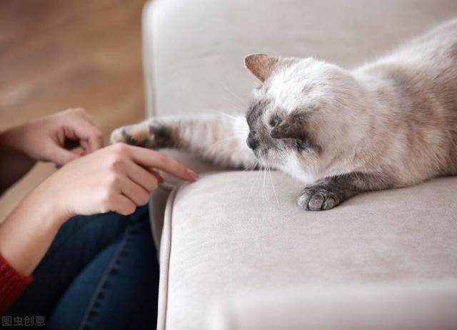 猫不信任主人了怎么办