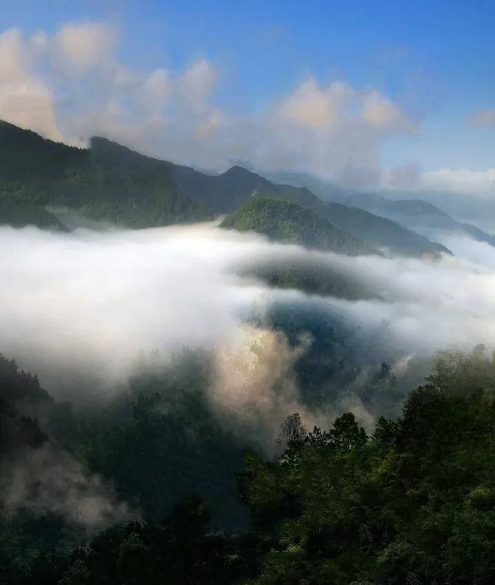 干货分享滑竹梁子刮风寨哪座茶山更能代表原始森林的味道