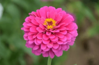 朵花|心理测试：哪朵花最好看？测你身上什么地方最吸引异性？