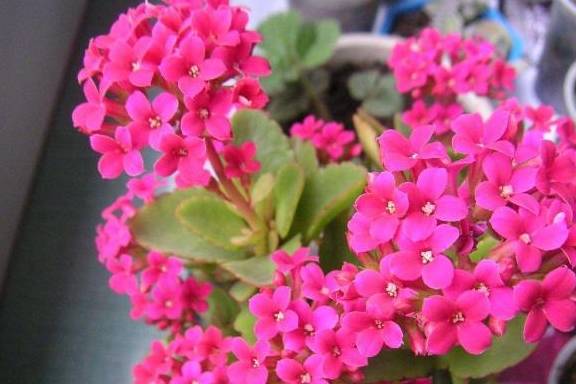 夏天种什么花秋天开花 3b649c2e86b24cc2b7b25851e45484f1.jpeg