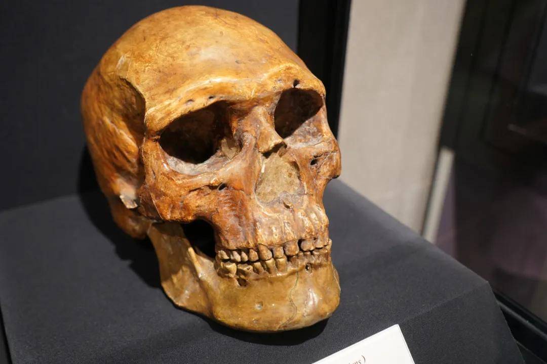 头盖骨|北京西南郊小山包 为何成为世界文化遗产