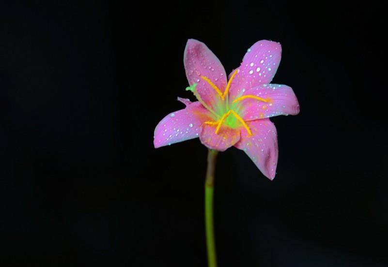 11月1號開始，緣分和桃花再次相遇，月老助力，餘生非常幸福的四大生肖 星座 第1張