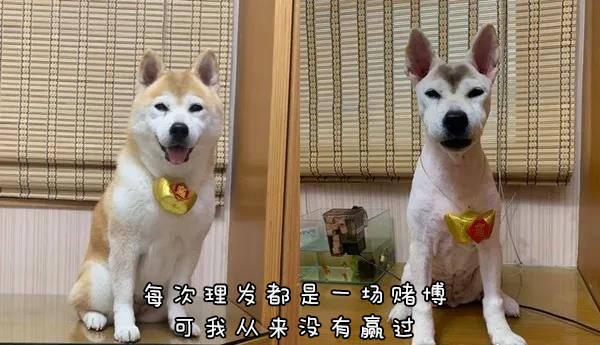 柴犬美容完秒变"雪纳瑞"?tony老师终于还是对狗子下手