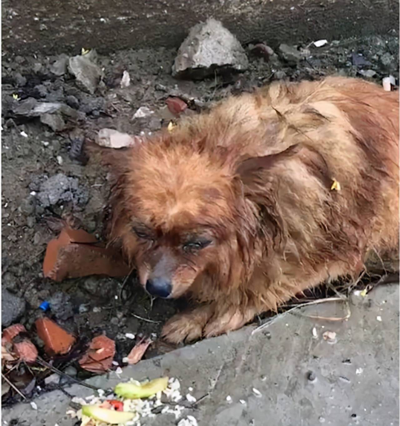 受伤的小狗 aedb8e5817b2430a9c62cb99396b8de4.jpeg