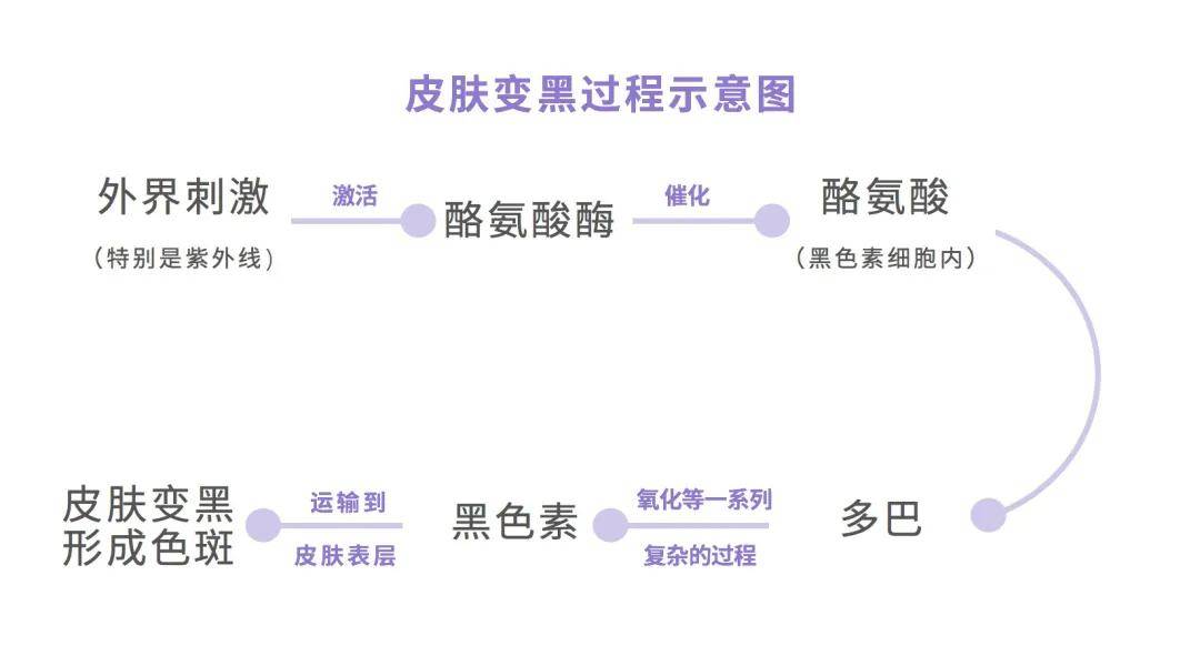 其中对黑色素产生起主要控制作用的就是酪氨酸酶.