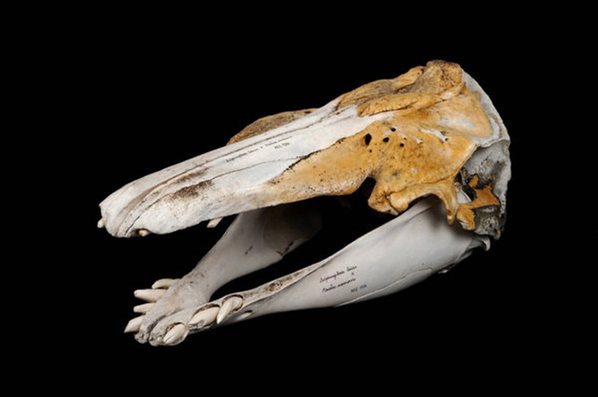 岛工作,阴差阳错的在因纽特猎人小屋里发现了一个令人诧异的鲸鱼头骨