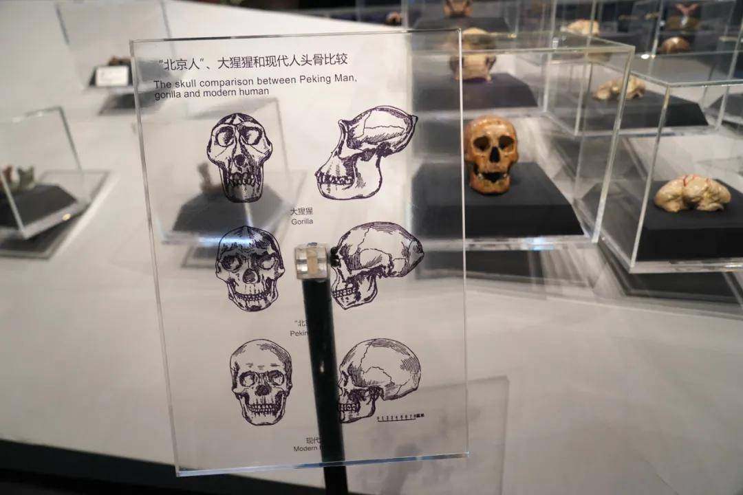 头盖骨|北京西南郊小山包 为何成为世界文化遗产