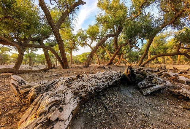 Mate|4999元起，华为Mate40系列正式开售