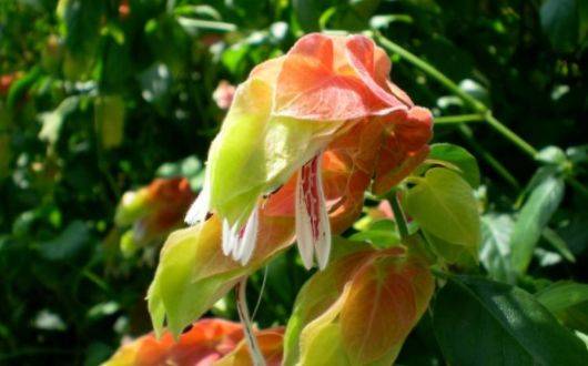 养花不如养一盆“