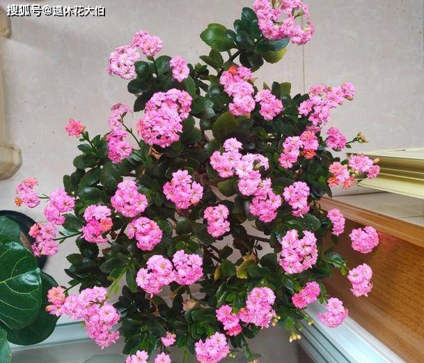 盆栽花怎么养护和管理 633083797bea4ceeae60c738c82ae74f.jpeg