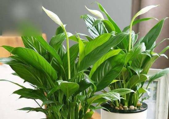 龟背竹怎么换盆视频教学 ab2421a6267842229ae97f5047d3ff1b.jpeg