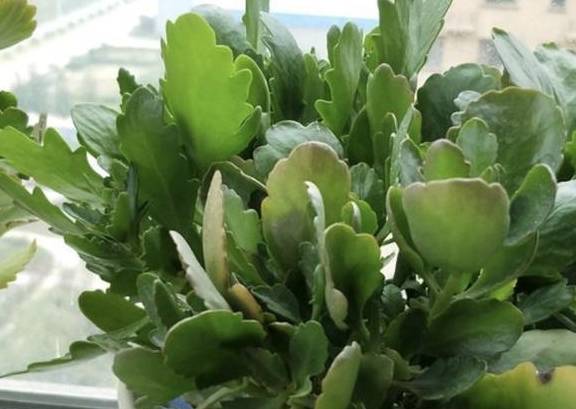 绿萝浇什么长得快 c35a4335cad649aeacd215e39fb7d9d4.jpeg