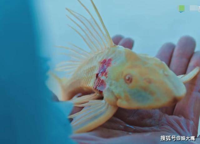 《海大鱼》绿脸新郎实至名归!新娘当自己面想别人,海神气的眼红